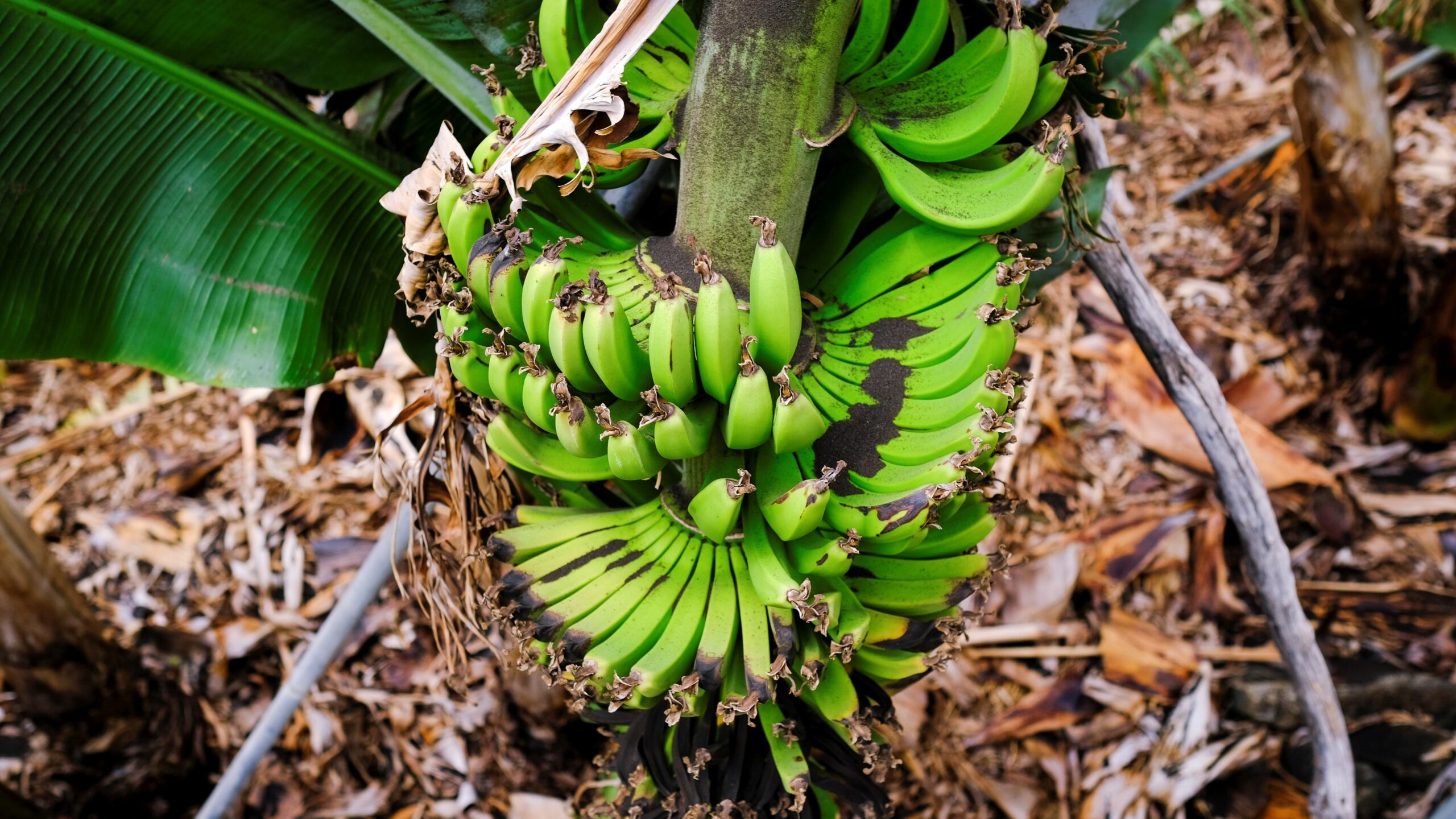Plátanos ceniza - ASESMAP